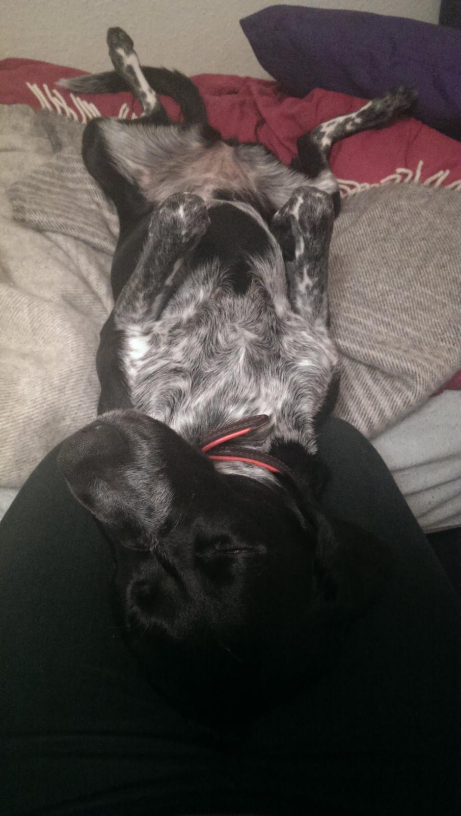 Blanding af racer Zita billede 49