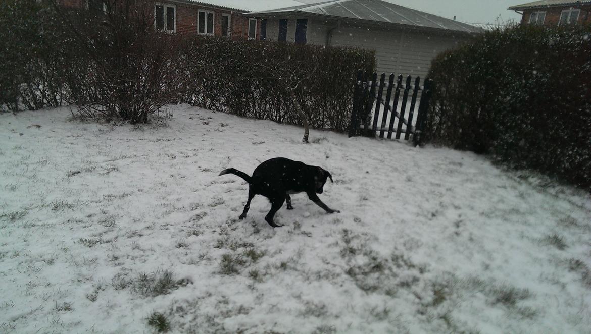 Blanding af racer Zita - Går amok i sneen og spæner rundt i haven :D billede 50