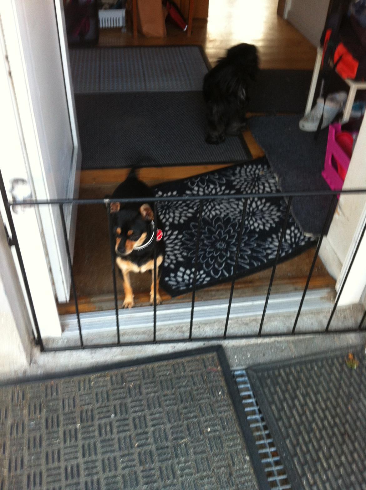 Dvaergpinscher Sandi billede 13