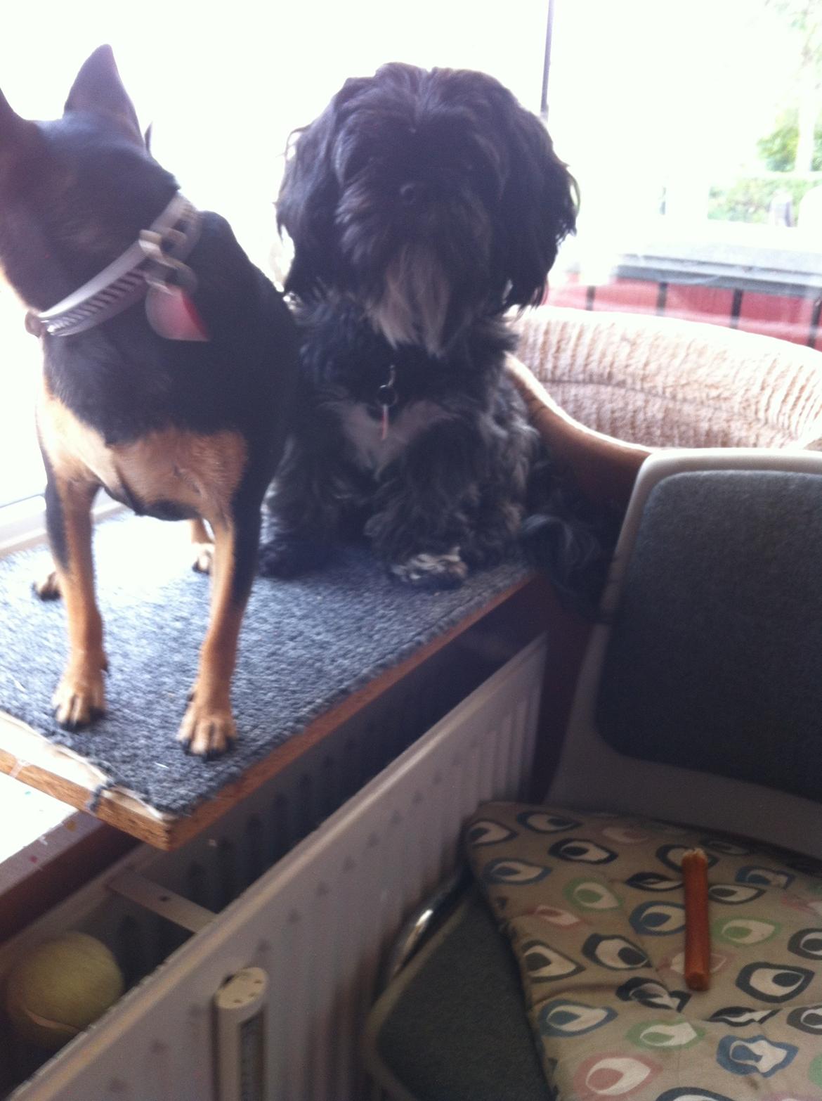 Dvaergpinscher Sandi billede 14