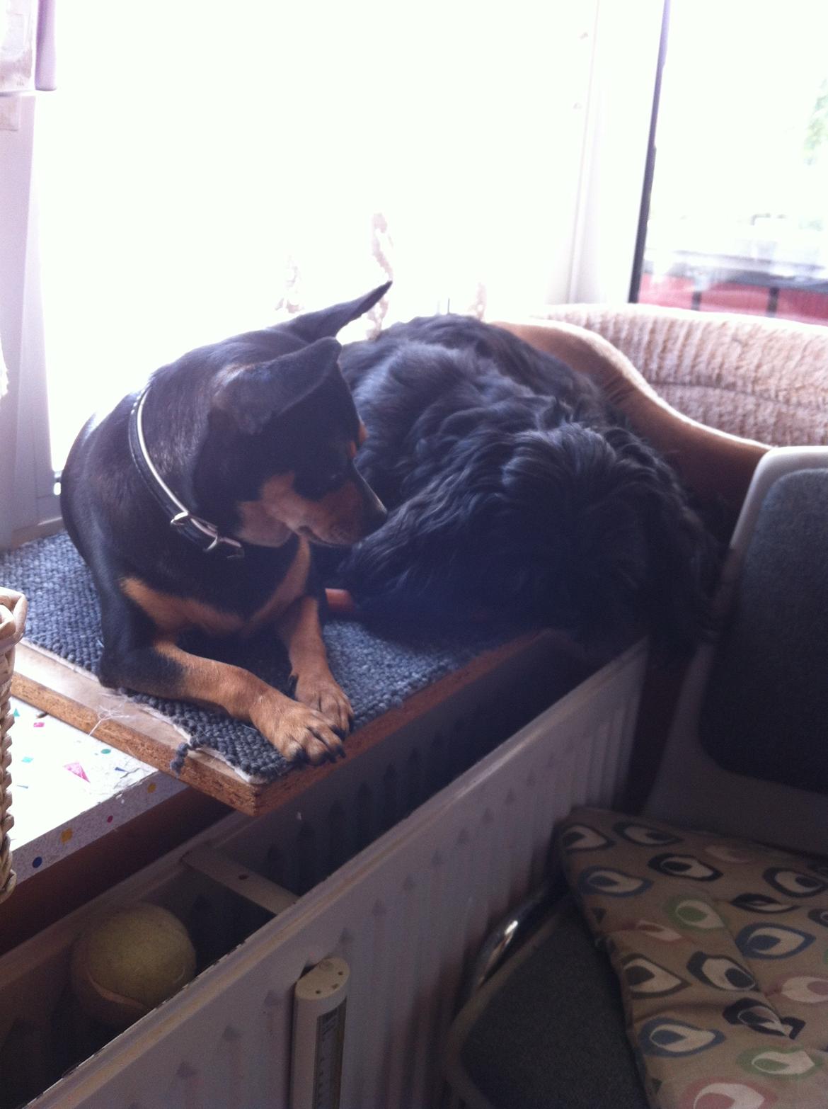 Dvaergpinscher Sandi billede 15