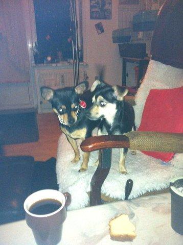 Dvaergpinscher Sandi billede 16