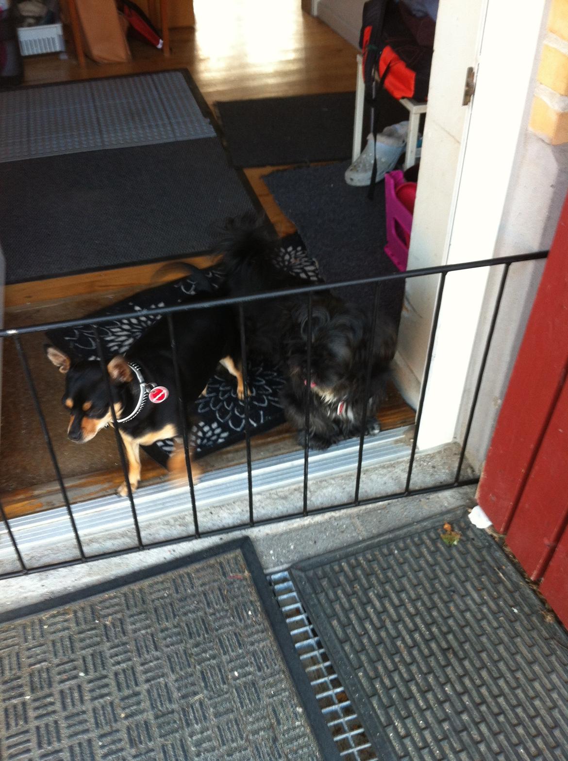 Dvaergpinscher Sandi billede 17