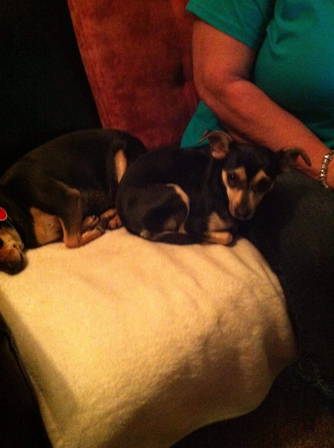 Dvaergpinscher Sandi billede 18