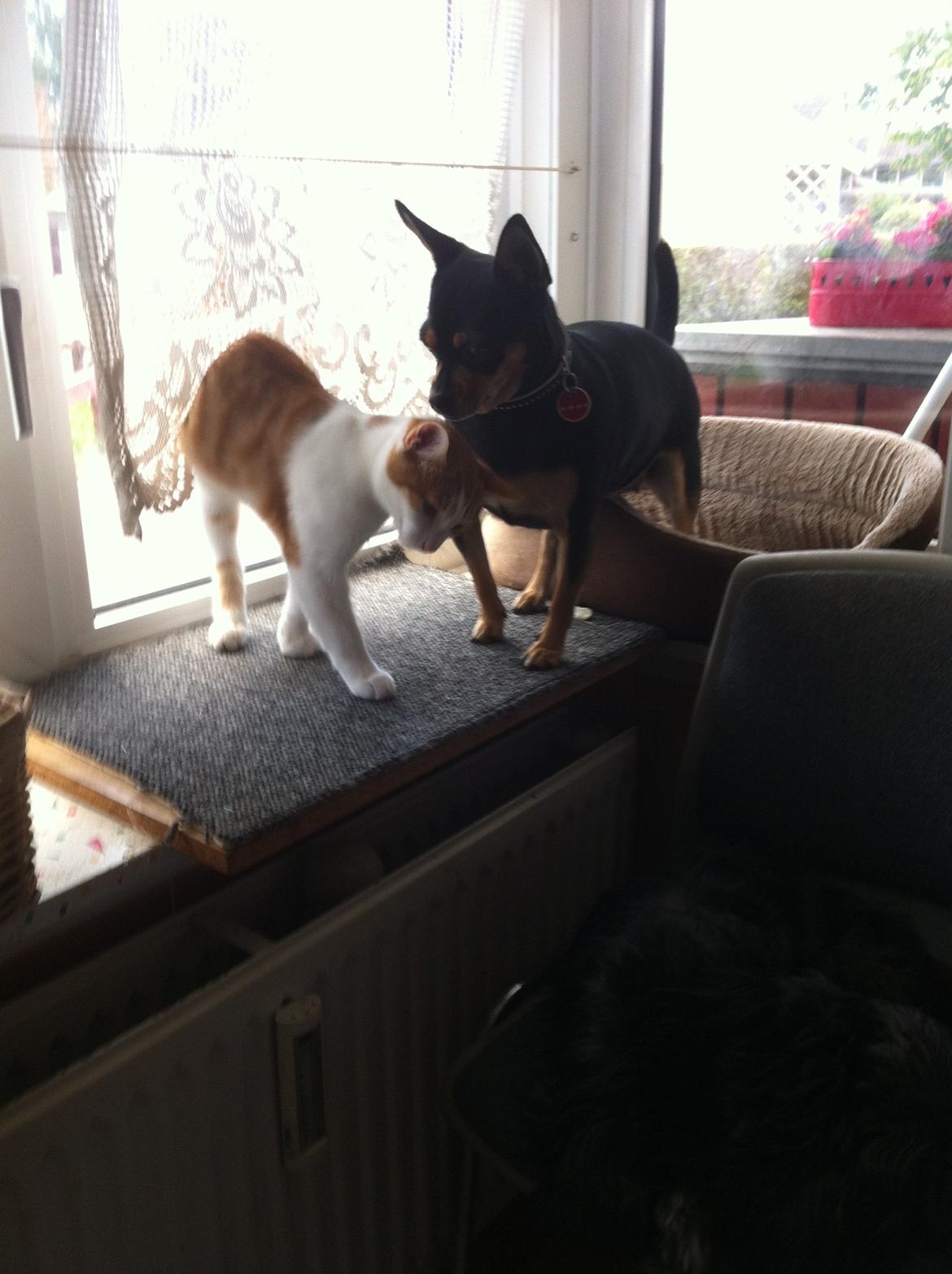 Dvaergpinscher Sandi billede 19