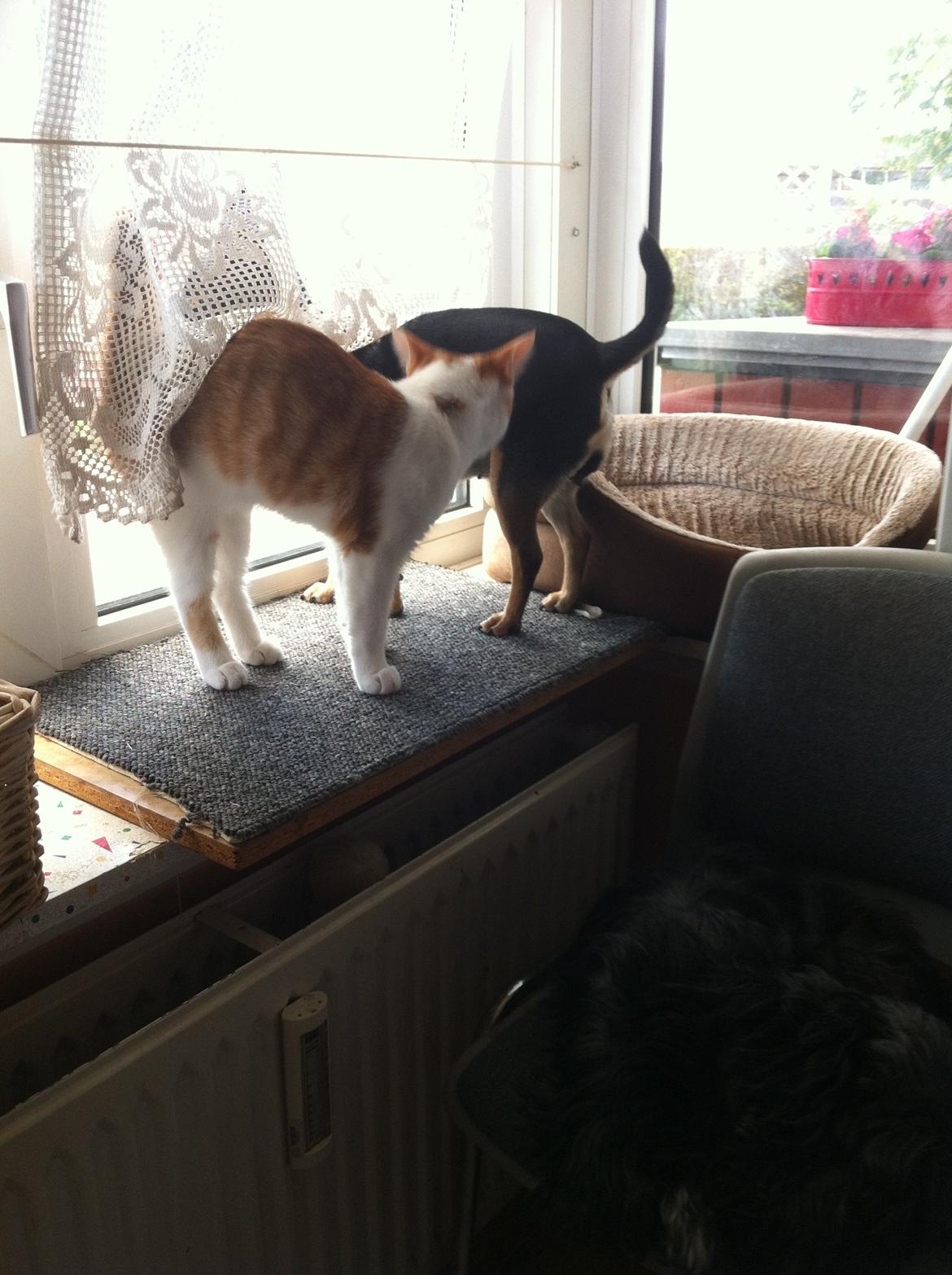 Dvaergpinscher Sandi billede 20