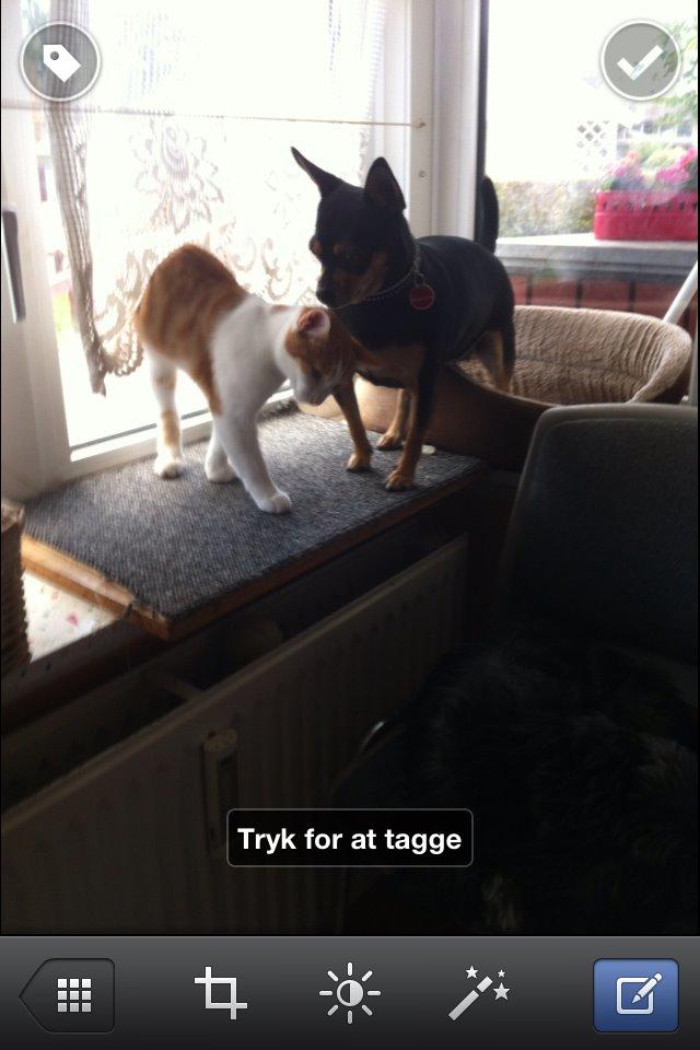 Dvaergpinscher Sandi billede 21