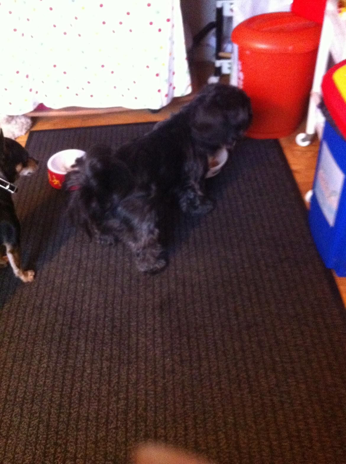 Dvaergpinscher Sandi billede 22