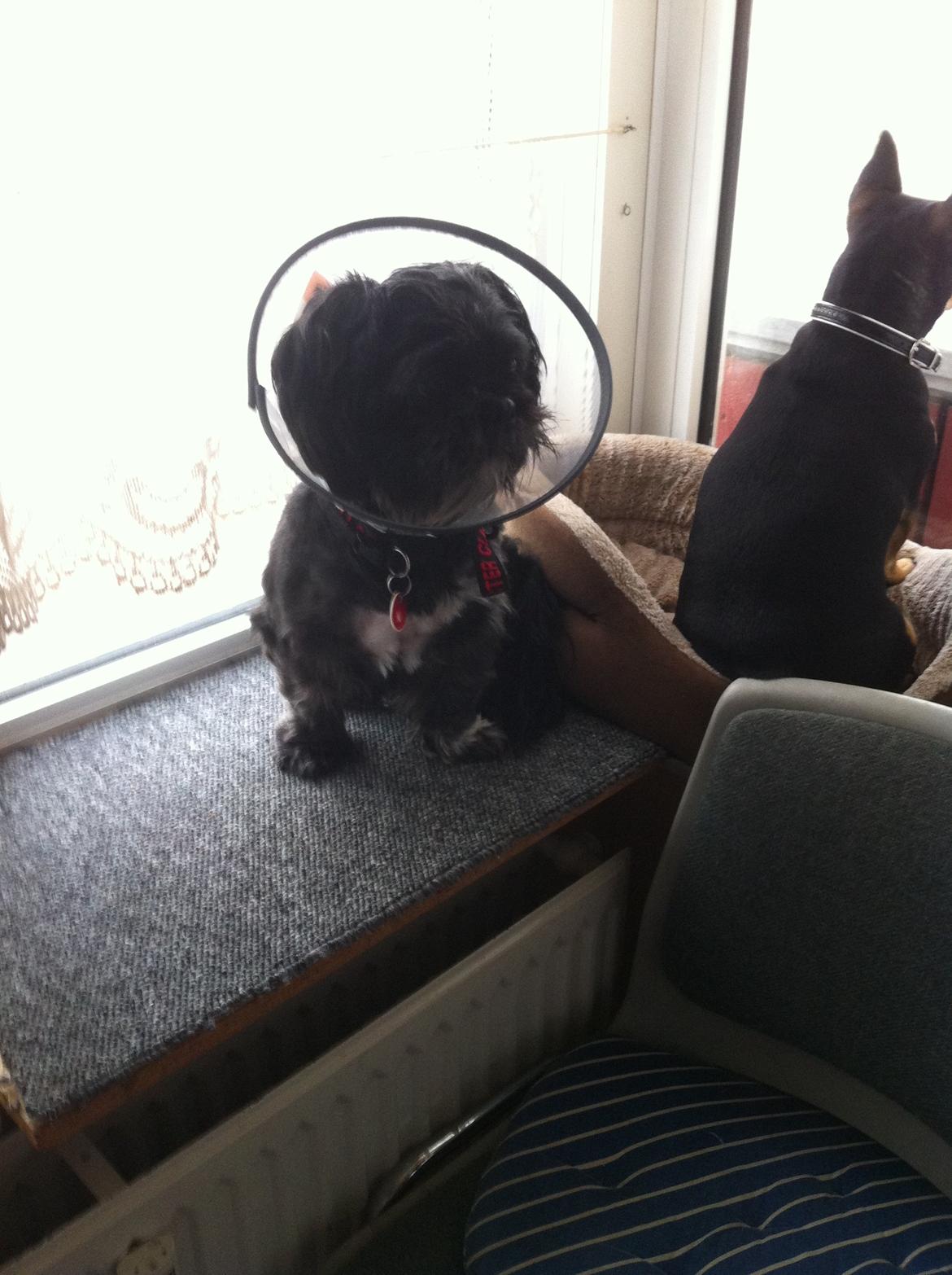 Dvaergpinscher Sandi billede 23