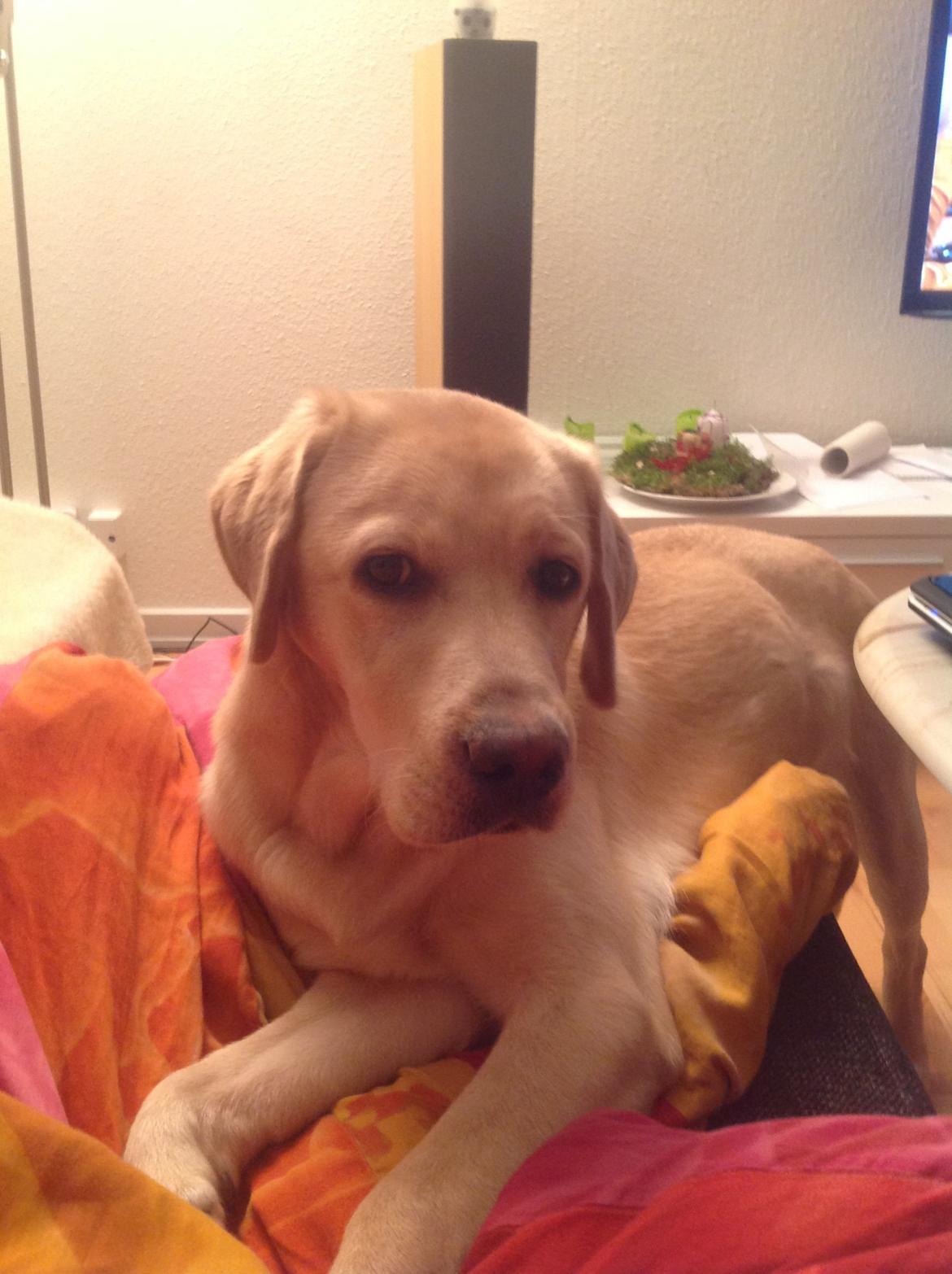 Labrador retriever Covo billede 16