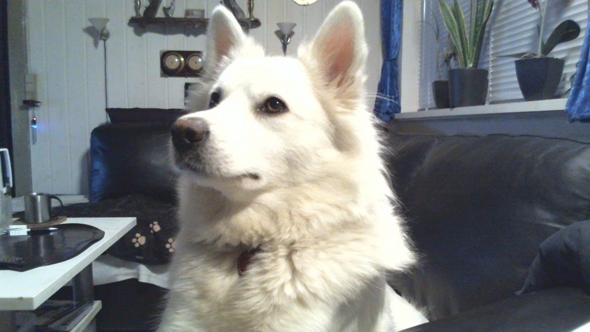 Dansk Spids Liva - Liva 13-01-2014 billede 15