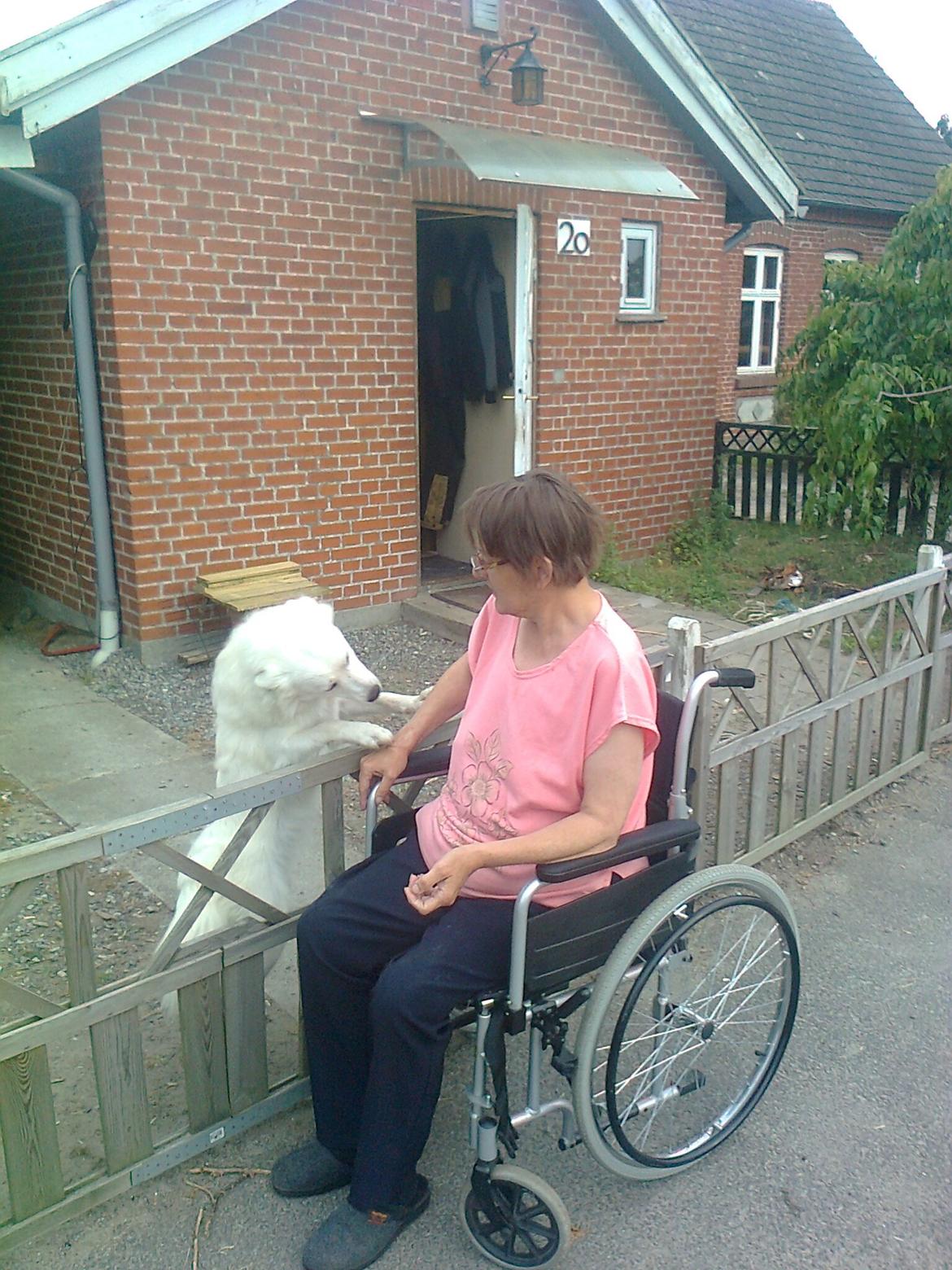 Dansk Spids Liva - hej Anette billede 11