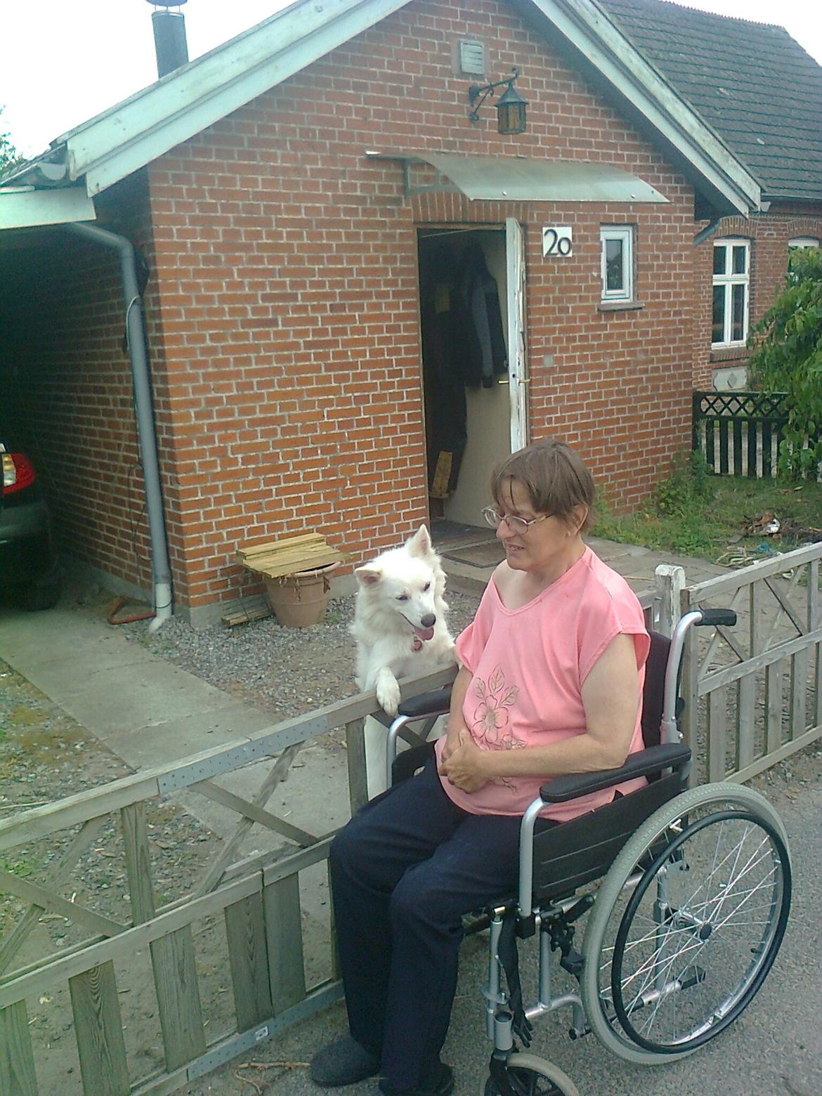 Dansk Spids Liva billede 12