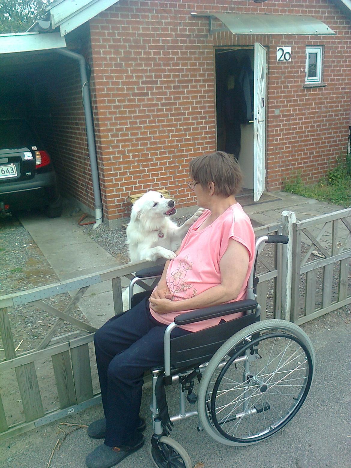 Dansk Spids Liva billede 13