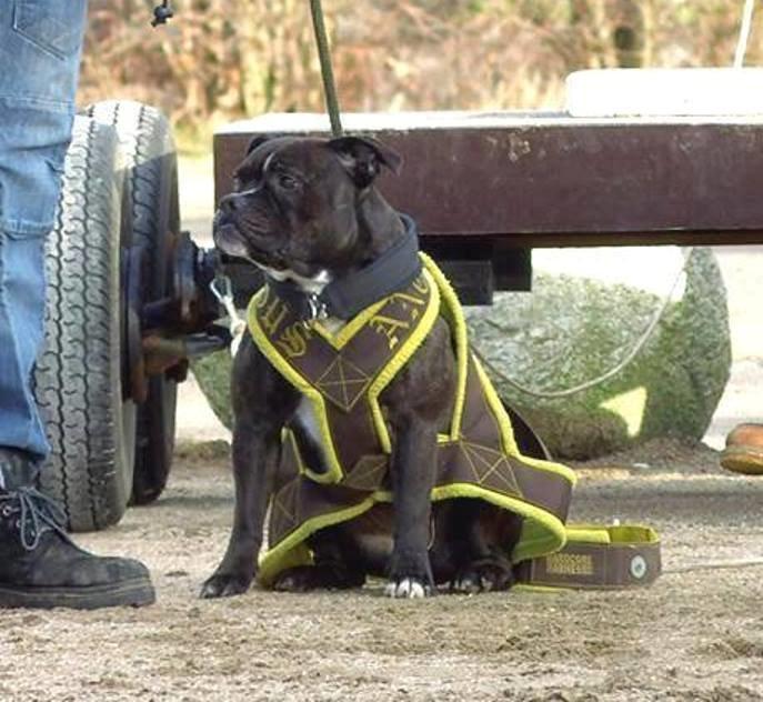 Olde english bulldogge Bodil - Hun elsker WP billede 1