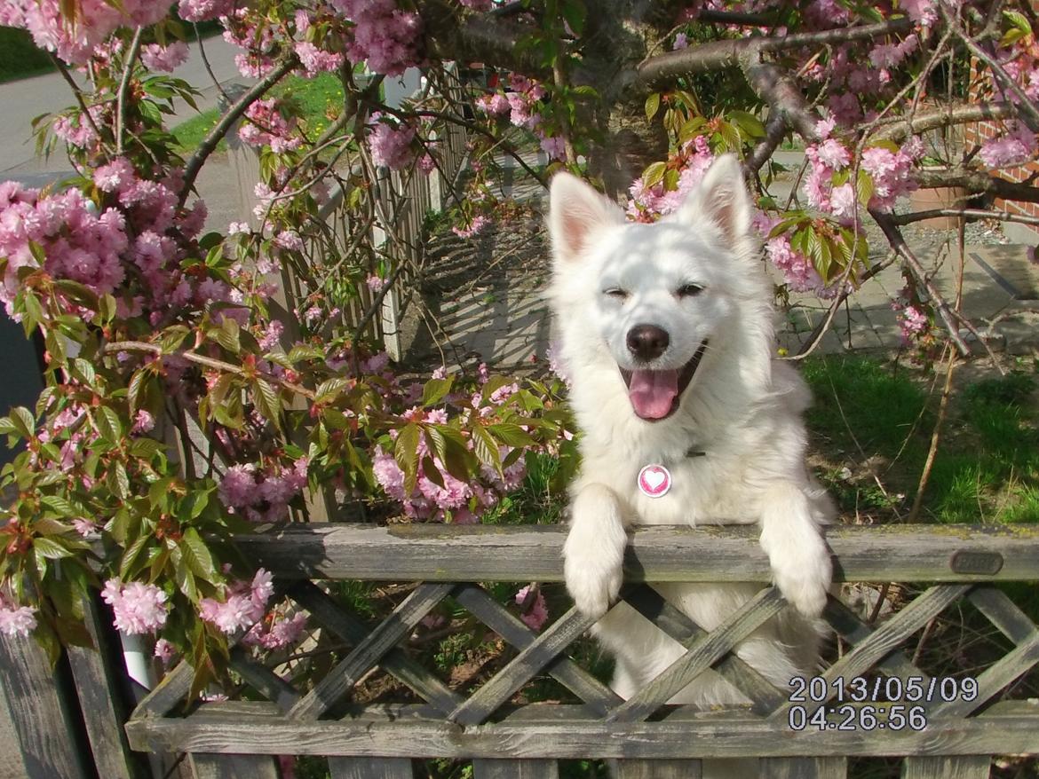 Dansk Spids Liva - forår 2013 billede 14