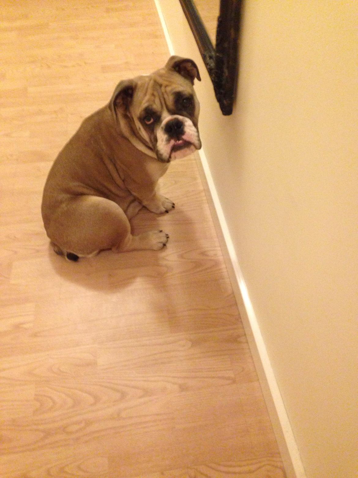 Engelsk bulldog Berta billede 1