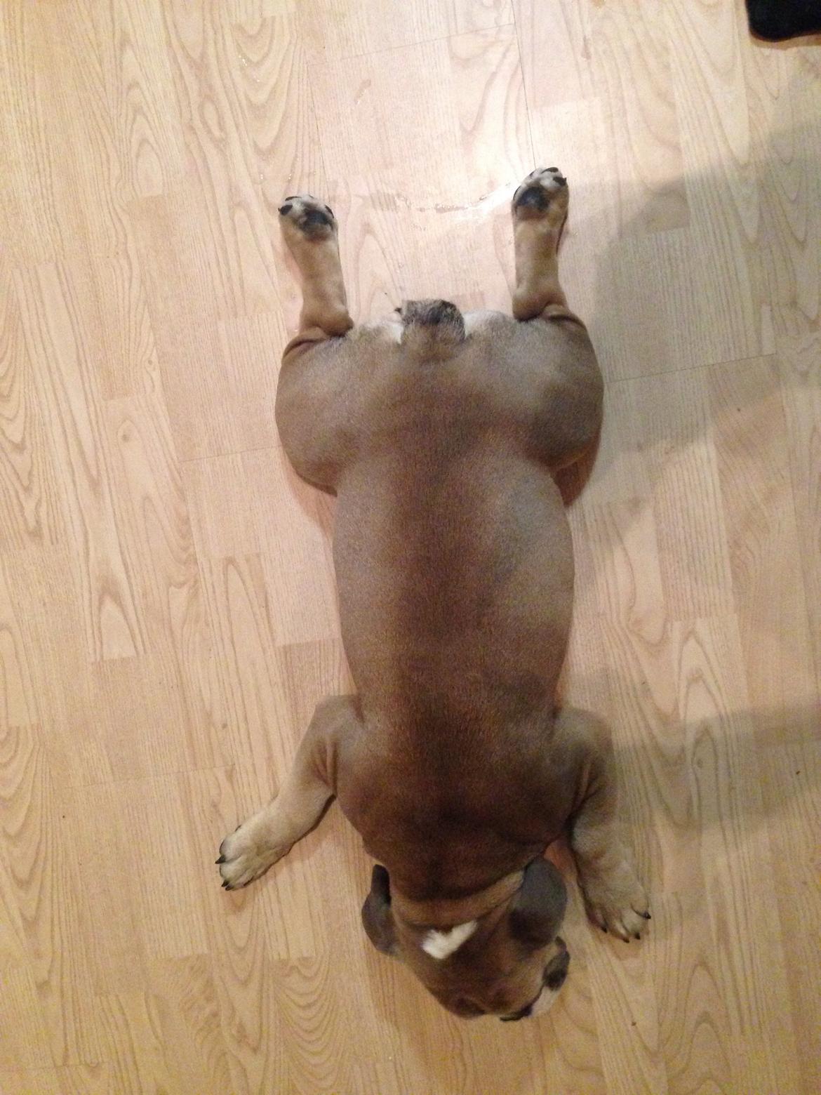 Engelsk bulldog Berta billede 2