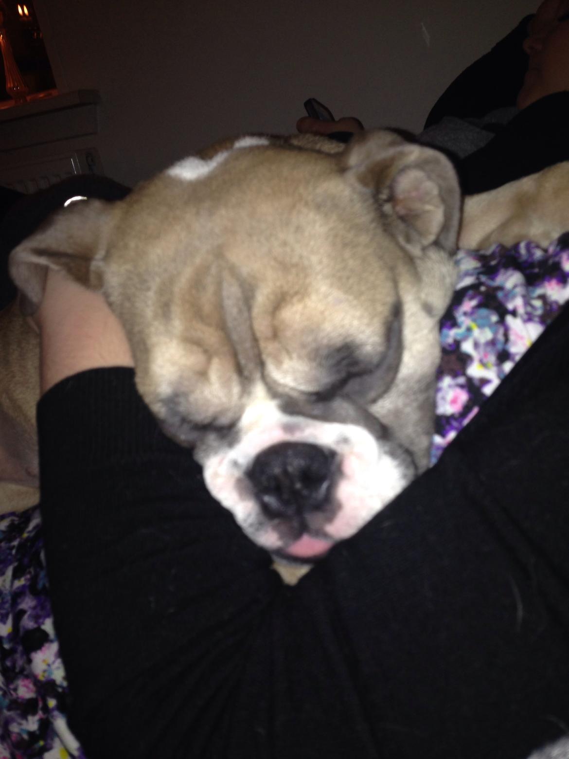 Engelsk bulldog Berta billede 4