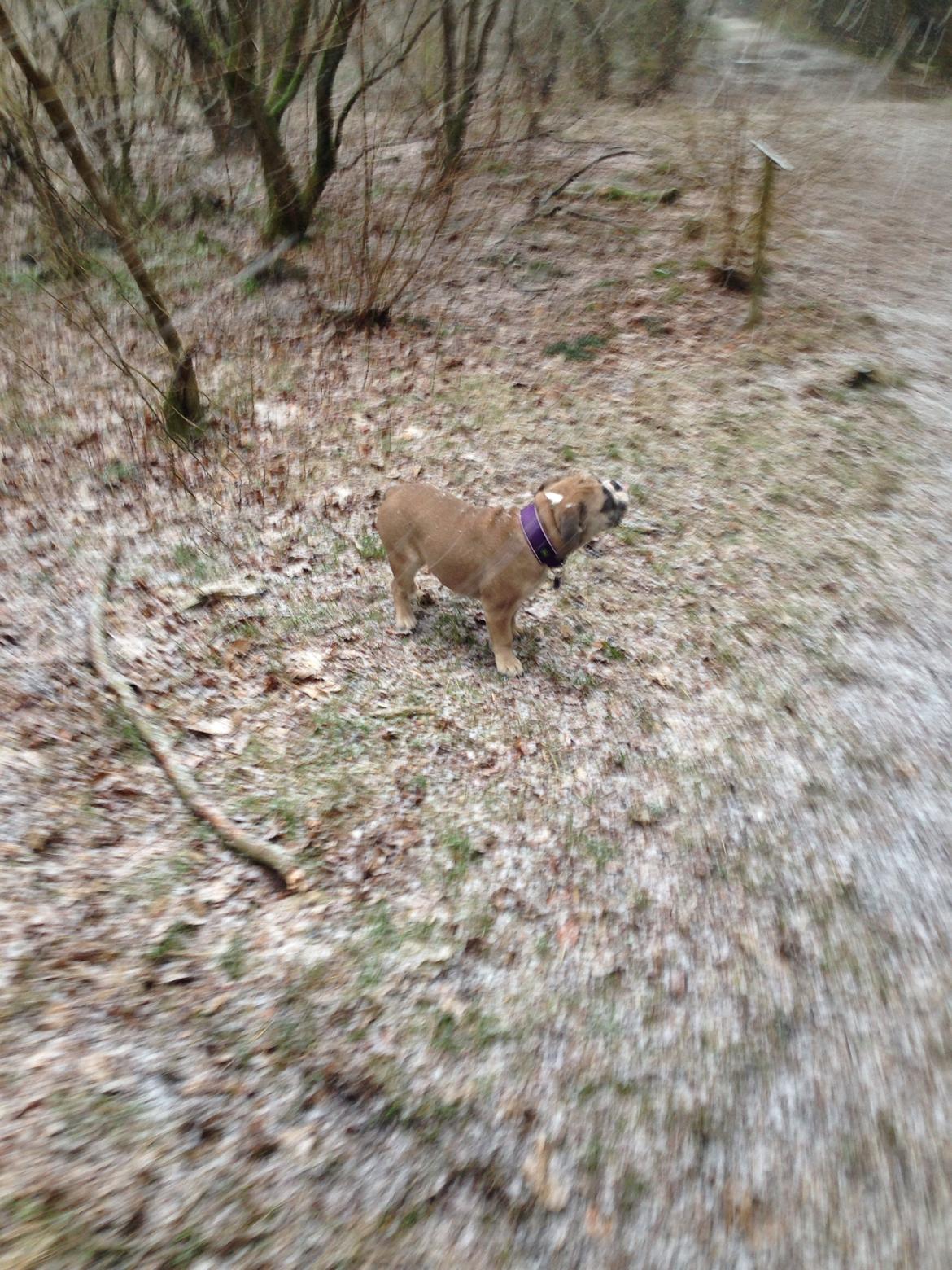 Engelsk bulldog Berta billede 6