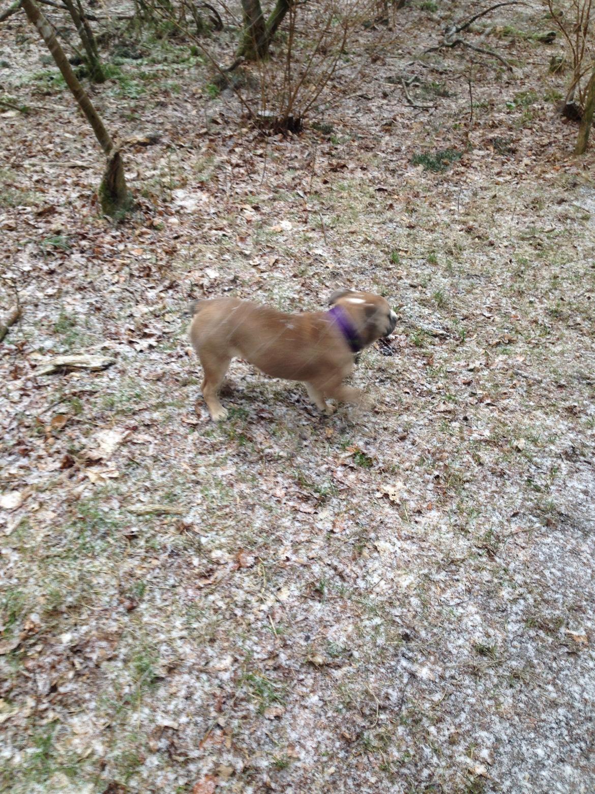 Engelsk bulldog Berta billede 7