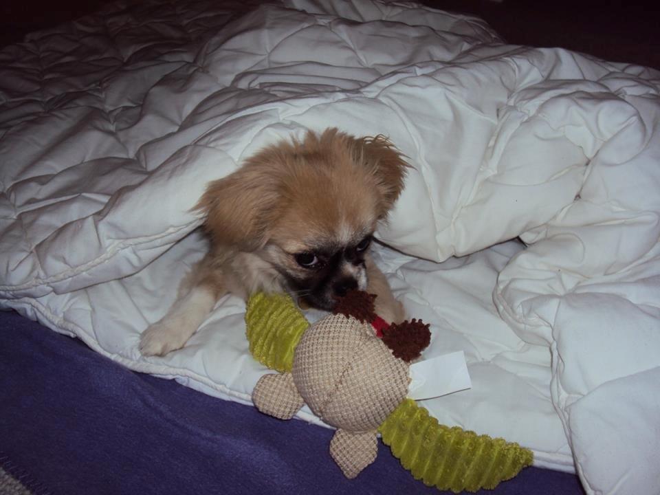 Tibetansk spaniel Gudrun  ("Sarchris Dina"- DKK stambog: billede 3
