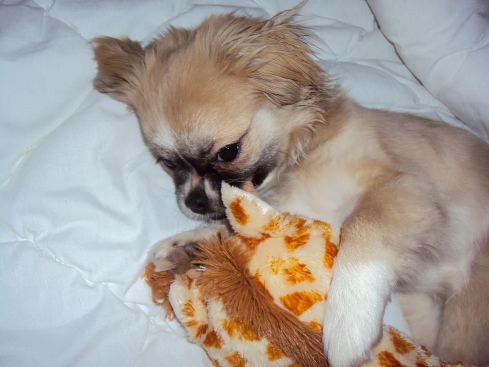 Tibetansk spaniel Gudrun  ("Sarchris Dina"- DKK stambog: billede 7