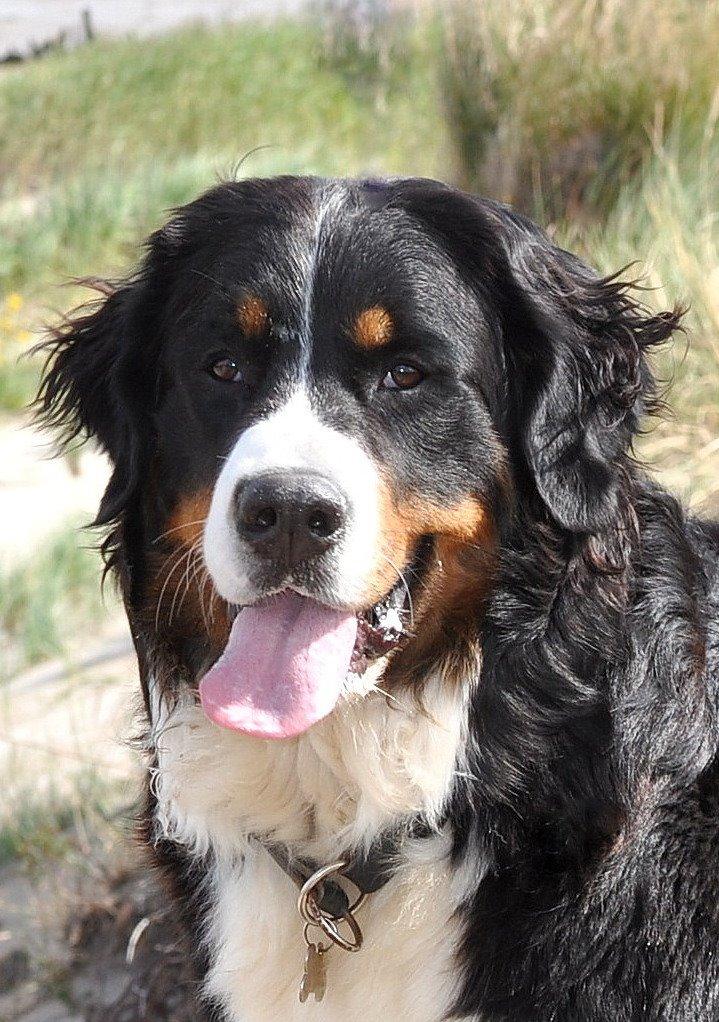 Berner sennenhund Shiba (Lotus' Sofie) - Fanø, aug. 2012 billede 1