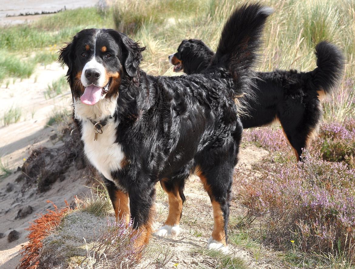 Berner sennenhund Shiba (Lotus' Sofie) - Også aug. 2012 billede 2