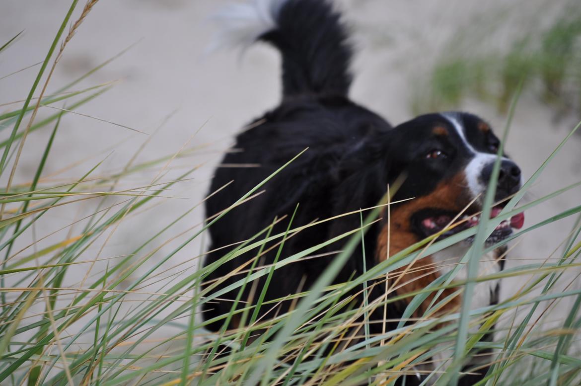 Berner sennenhund Nala - Altid fart på tøsen, Fanø 2012. billede 4
