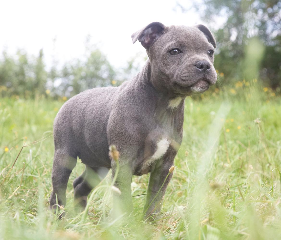 Staffordshire bull terrier Bella billede 3