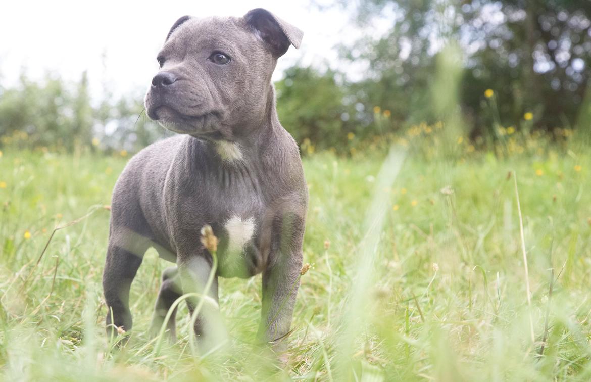 Staffordshire bull terrier Bella billede 4