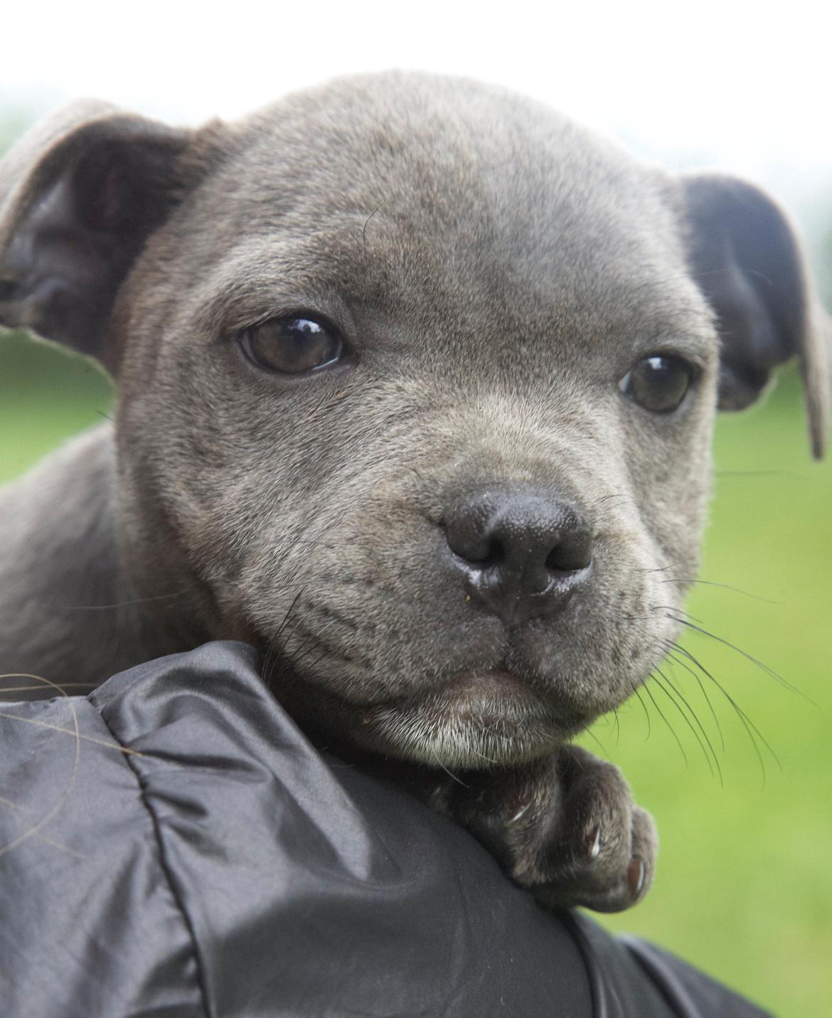 Staffordshire bull terrier Bella billede 5
