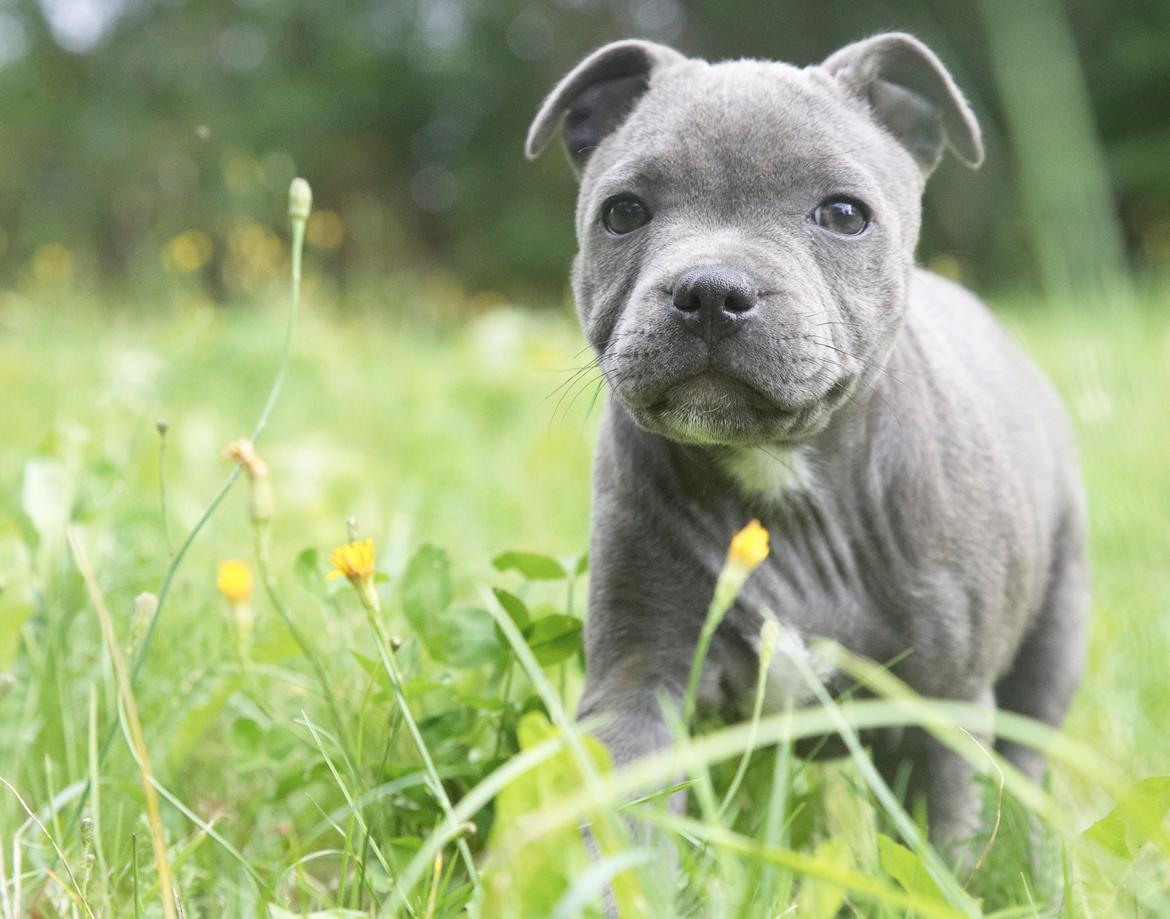 Staffordshire bull terrier Bella billede 7