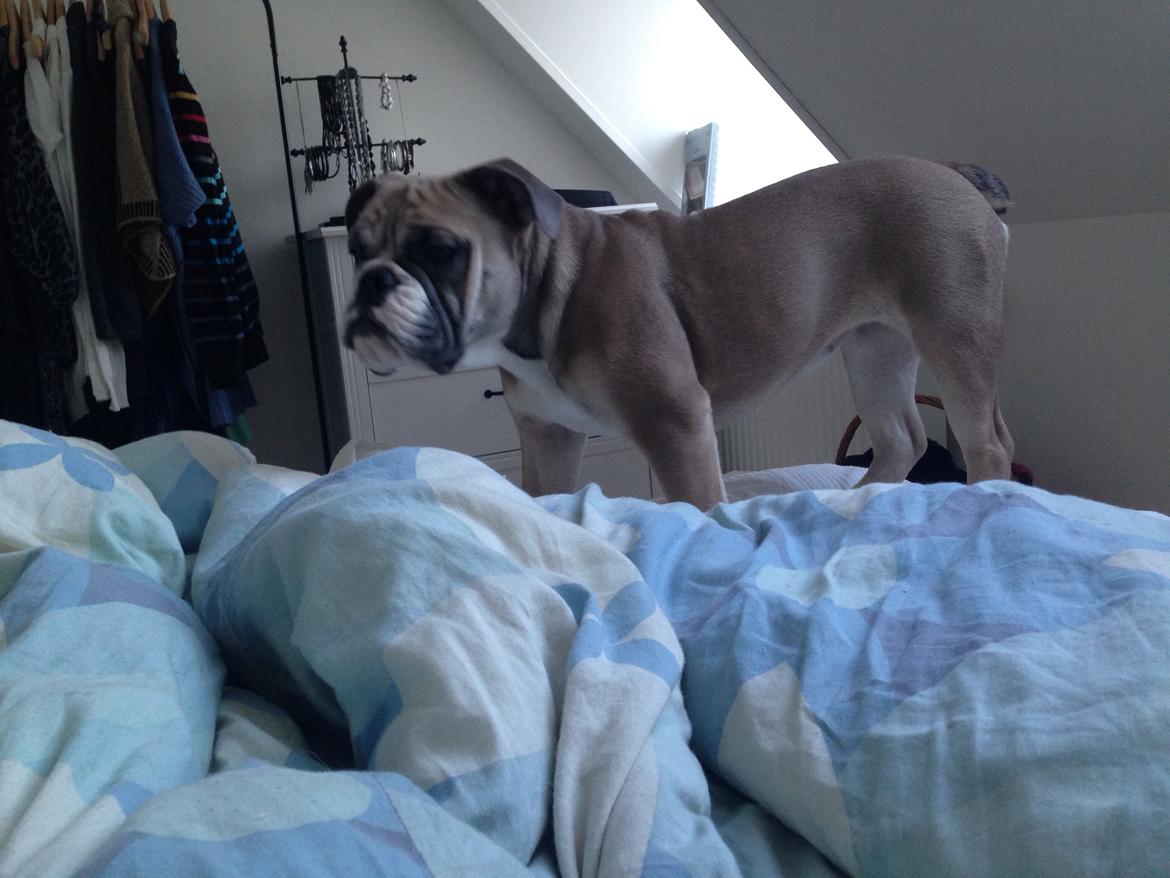 Engelsk bulldog Berta billede 8