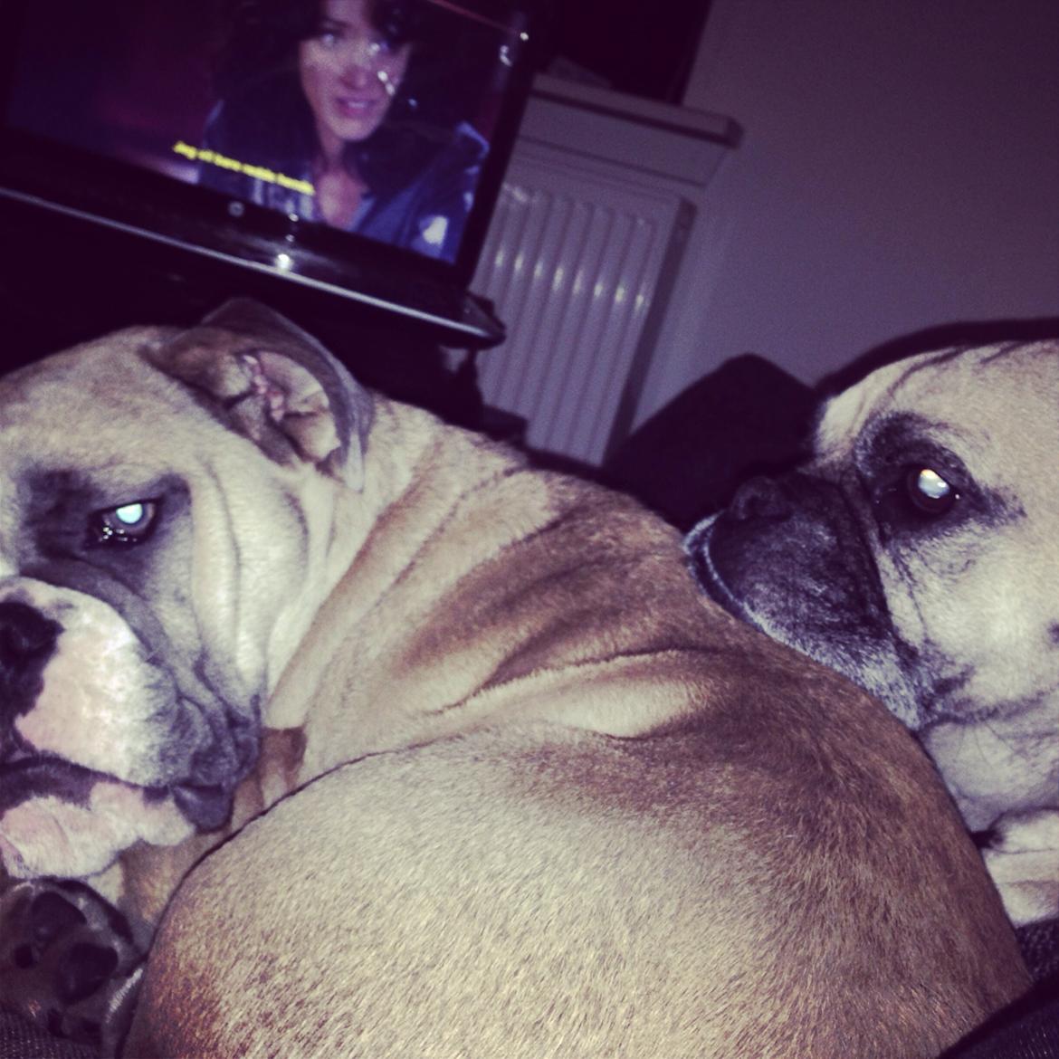 Engelsk bulldog Berta billede 9