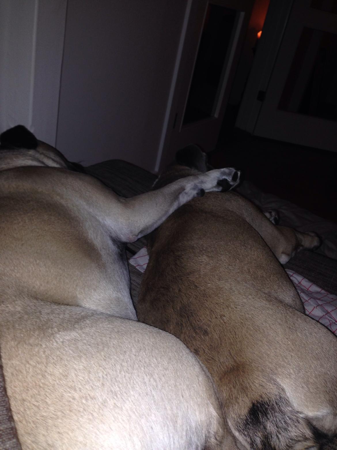 Engelsk bulldog Berta billede 10