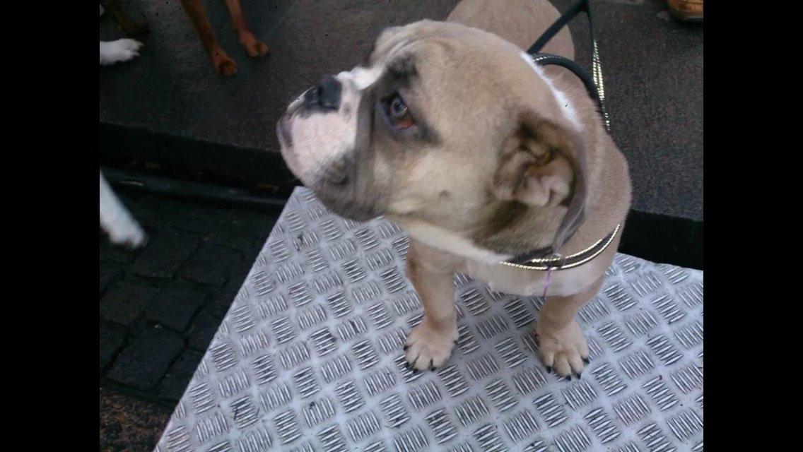 Engelsk bulldog Berta billede 11