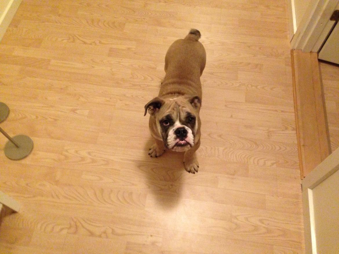 Engelsk bulldog Berta billede 12