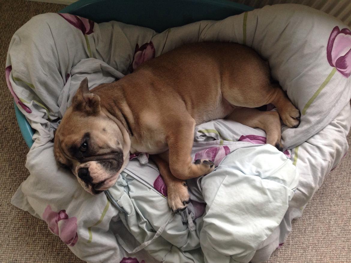 Engelsk bulldog Berta billede 13