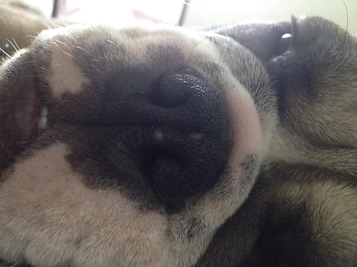 Engelsk bulldog Berta billede 14