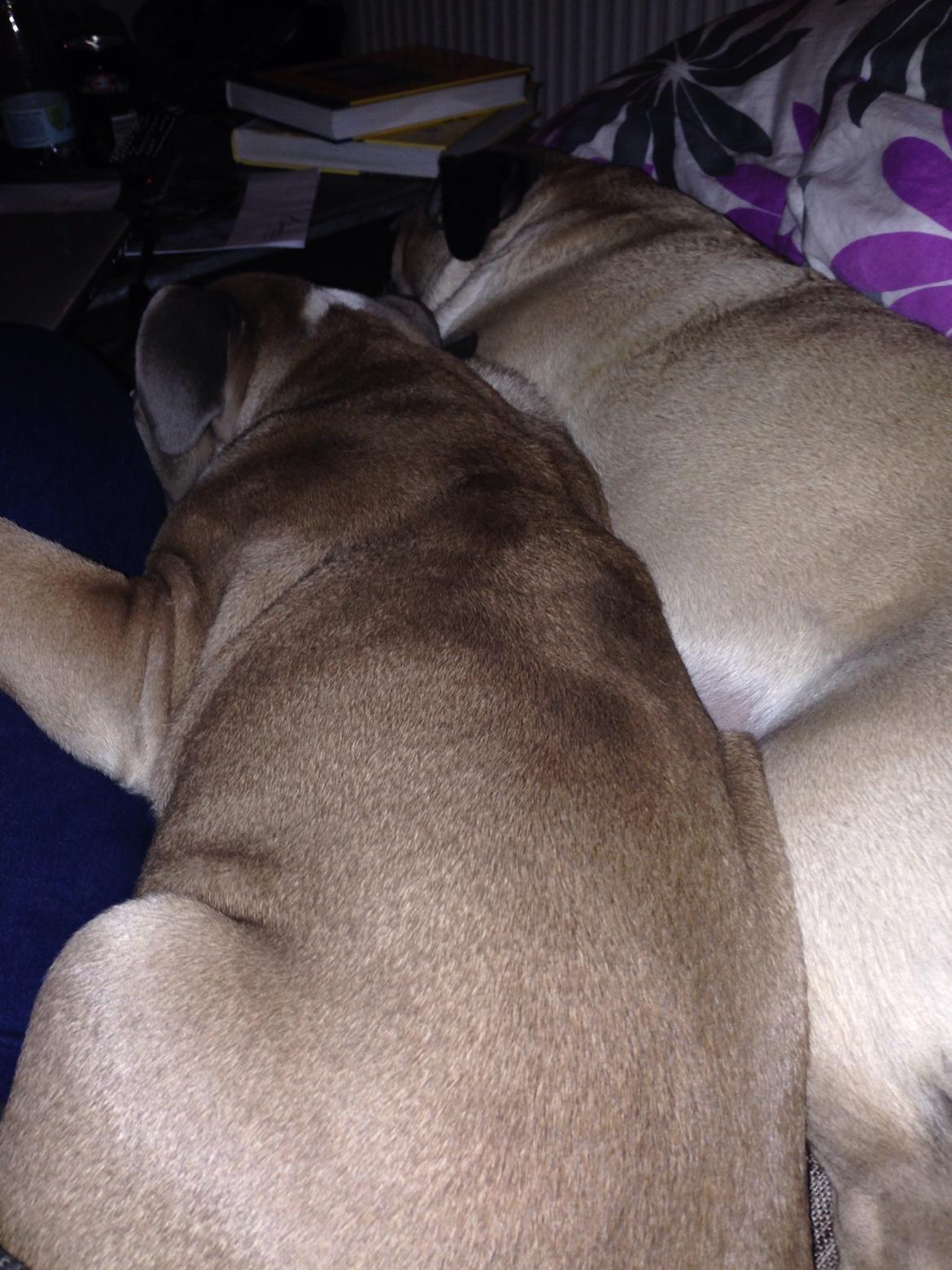 Engelsk bulldog Berta billede 15