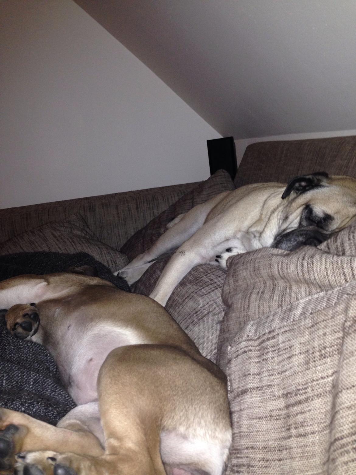 Engelsk bulldog Berta billede 16