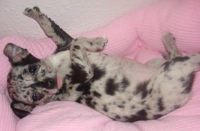 Chihuahua High Fly Blue Sky (Shizuka) billede 2