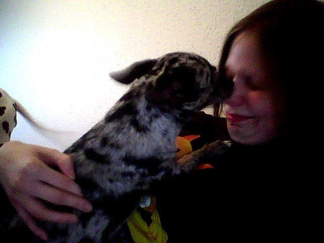 Chihuahua High Fly Blue Sky (Shizuka) billede 3