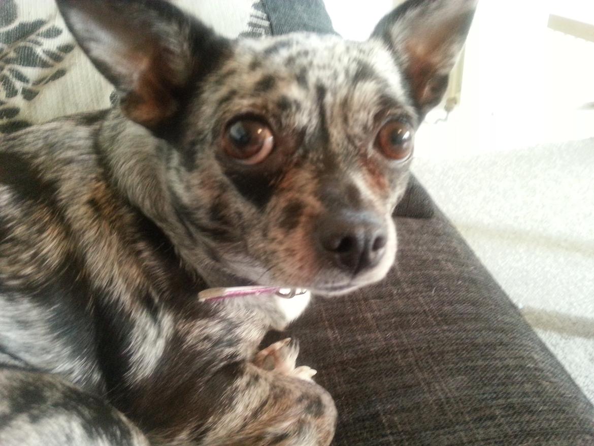 Chihuahua High Fly Blue Sky (Shizuka) billede 4