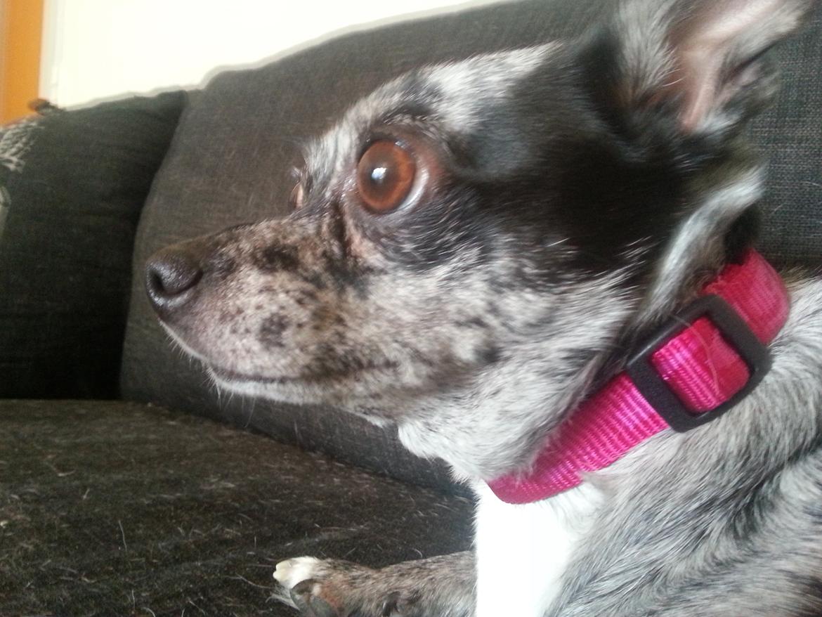 Chihuahua High Fly Blue Sky (Shizuka) billede 5