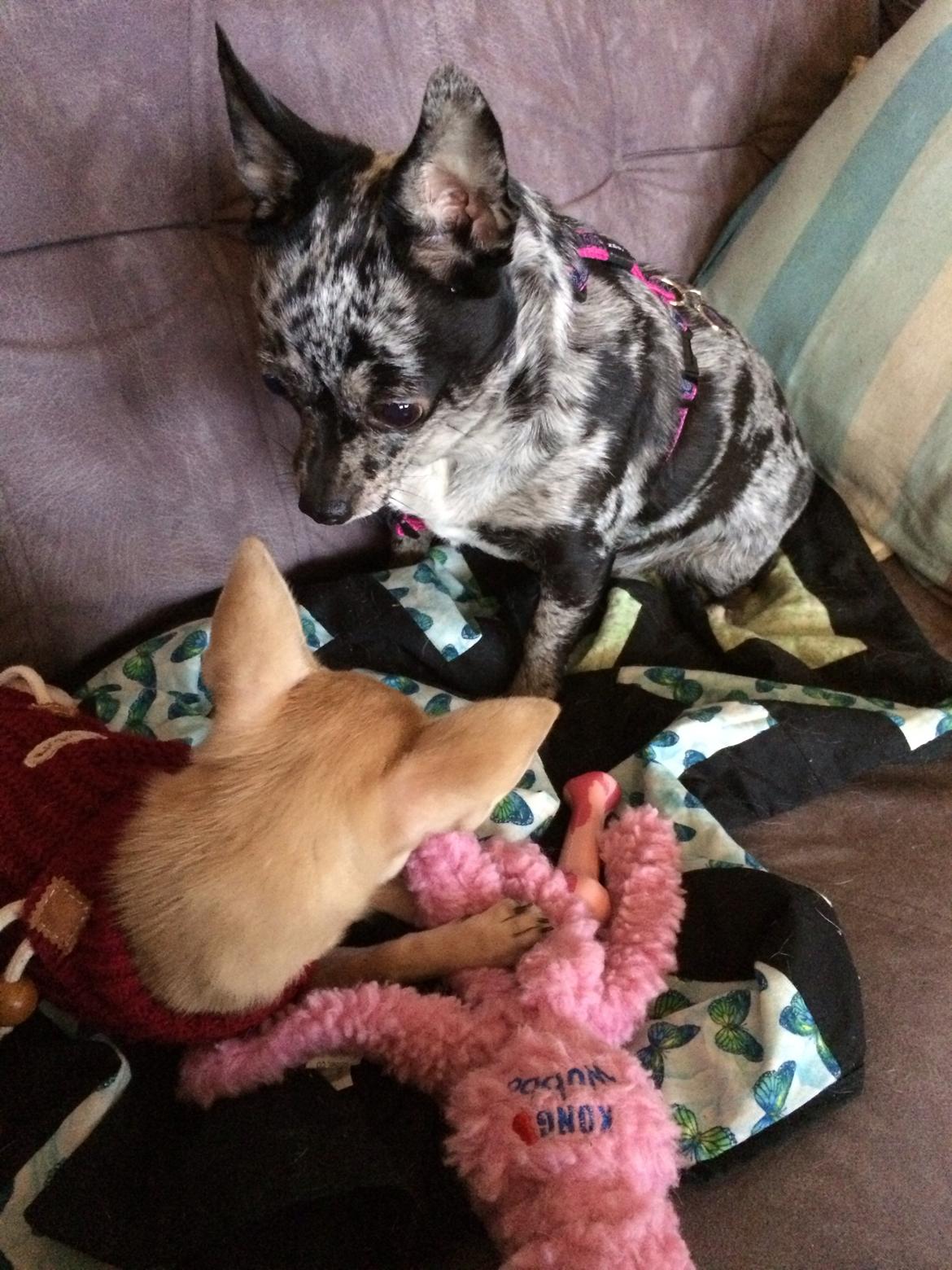 Chihuahua High Fly Blue Sky (Shizuka) billede 6