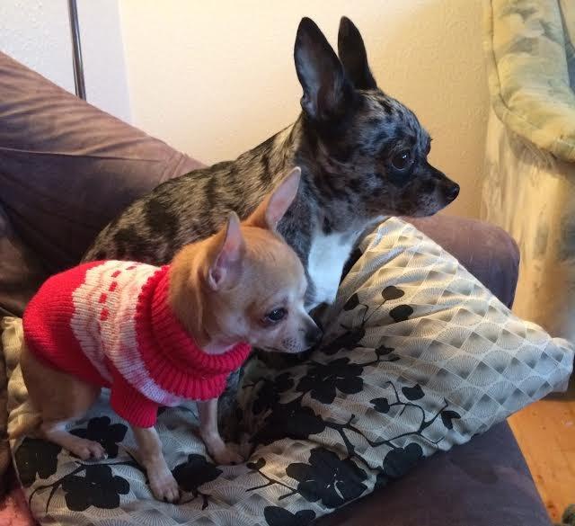 Chihuahua High Fly Blue Sky (Shizuka) billede 7