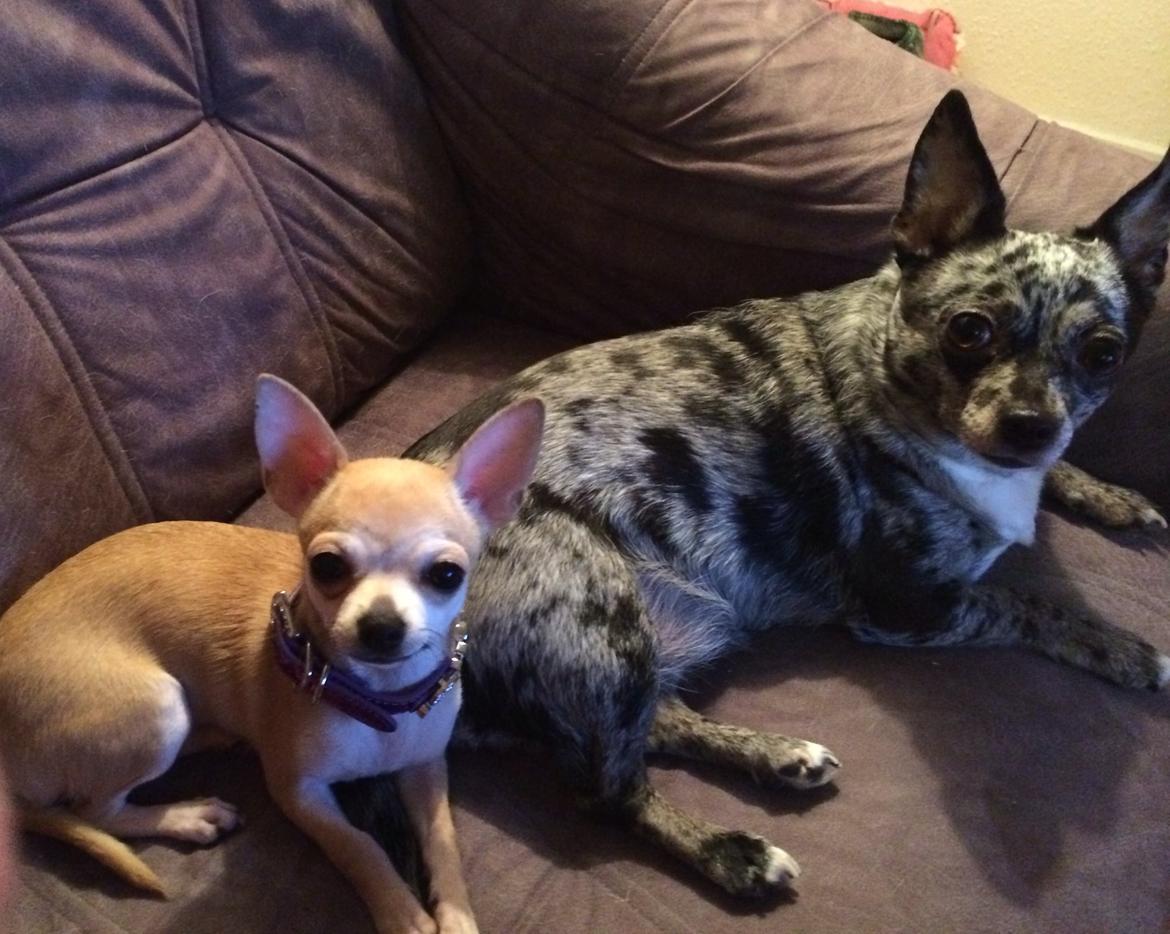 Chihuahua High Fly Blue Sky (Shizuka) billede 8